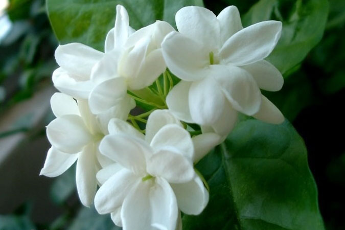 Hoa lài trắng
