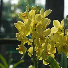 Hoa lan Mokara màu vàng