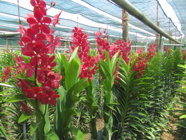 Hoa lan Mokara màu đỏ 