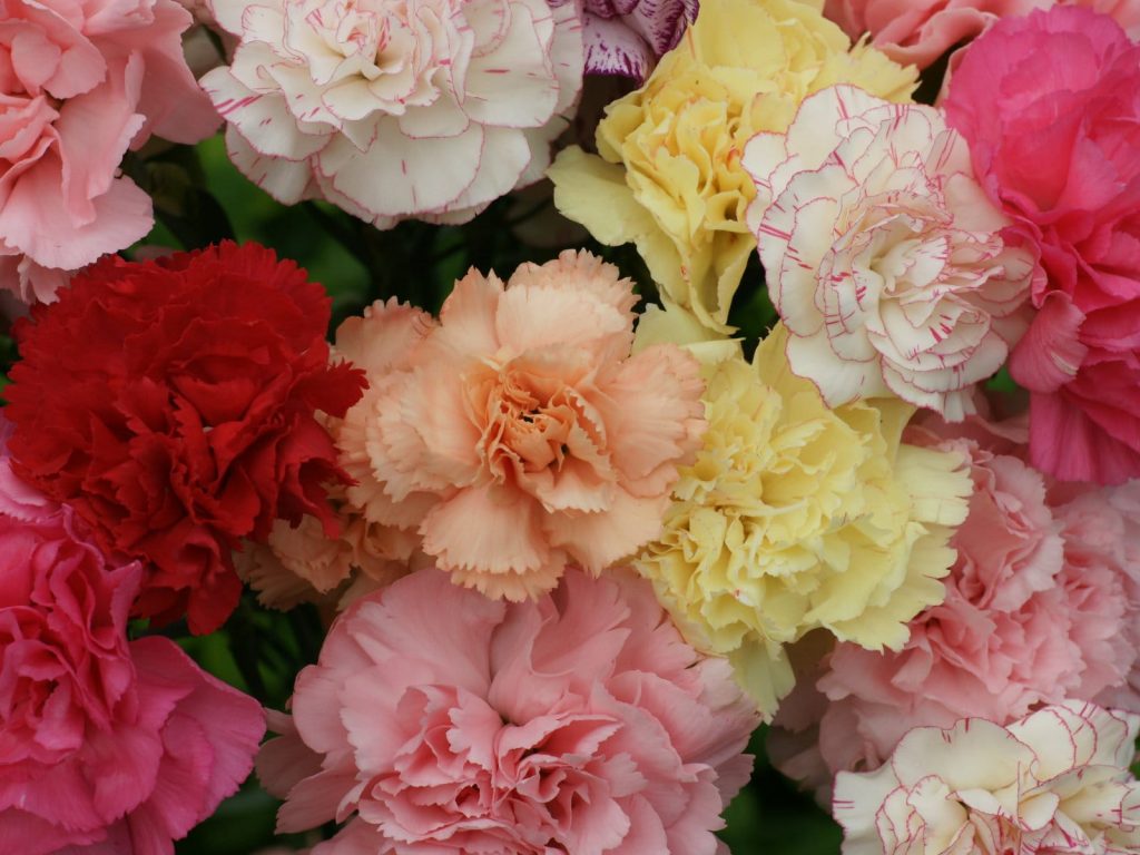 Màu sắc hoa cẩm chướng