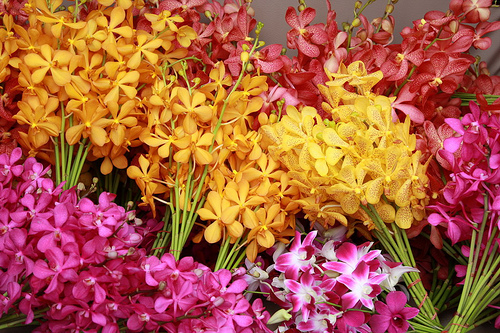 Vẻ đẹp tiềm ẩn của hoa lan mokara - Shop Hoa Tươi