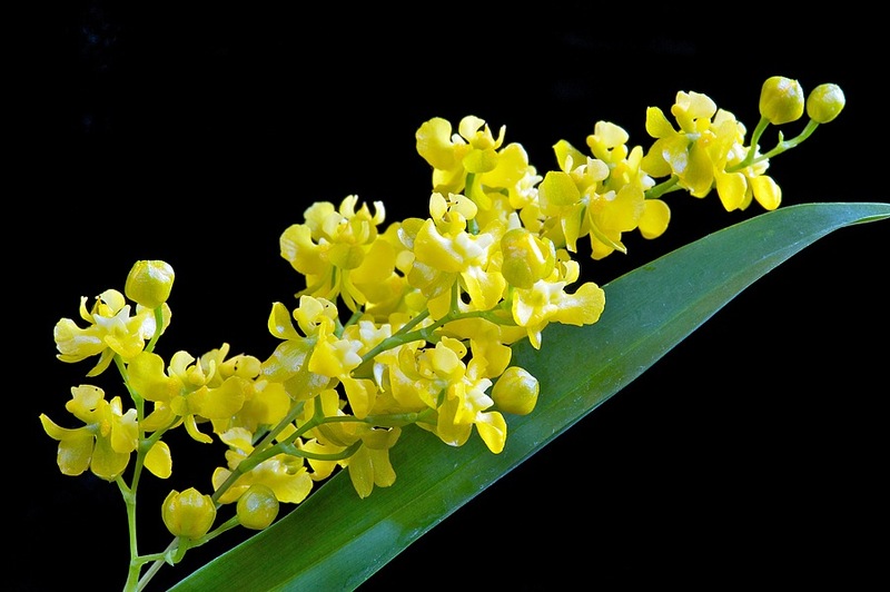 Bộ sưu tập hình ảnh đẹp nhất về hoa lan chuông