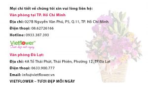 các mẫu hoa chúc mừng sinh nhật